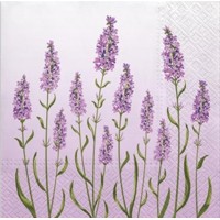 Lavender Field, Paw