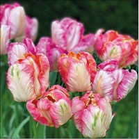 PARROT TULIPS, Ambiente