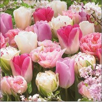 PINK TULIPS, Ambiente