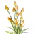 Kytica z oranžovo-žltých tulipánov 3 ks
