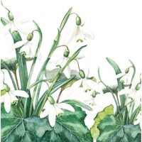 SNOWDROPS, Ambiente