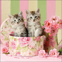 CATS IN BOX, Ambiente