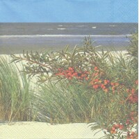  DUNES, Ambiente