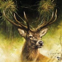  PROUD DEER, Ambiente