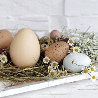  PASTEL EGGS, Ambiente