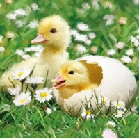  NEWBORN CHICKS, Ambiente