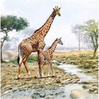 GIRAFFES, Ambiente