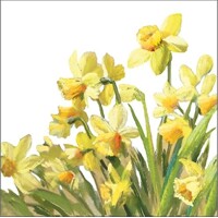  DOLDEN DAFFODILS, Ambiente