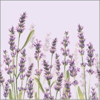  LAVENDER SHADES lila, Ambiente