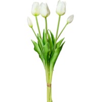 tulipány