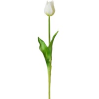 tulipány