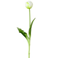 tulipány