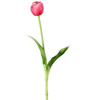 tulipány