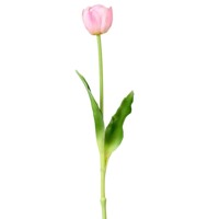 tulipány