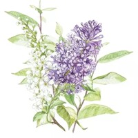 LILAC white, Ambiente