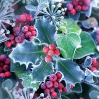 FROZEN HOLLY, Ambiente