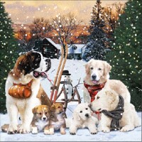  POSING DOGS, Ambiente