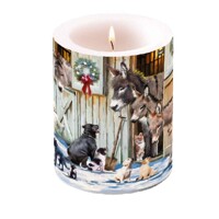ANIMAL FRIENDS, Ambiente
