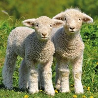 TWO LAMBS, Ambiente