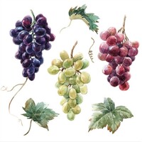  WINE GRAPES, Ambiente