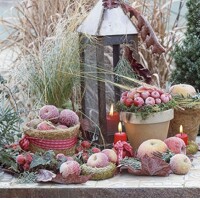 FROZEN FRUITS, Ambiente