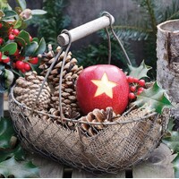 STAR APPLE, Ambiente