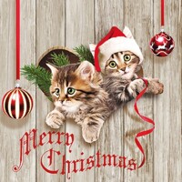  CURIOUS KITTENS, Ambiente