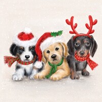 SWEET DOGS, Ambiente