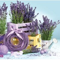 LAVENDER INDOORS, Maki