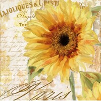 TOURNESOL 33x33, Ambiente