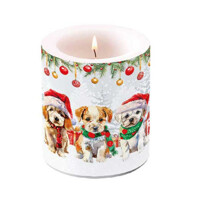 FUNNY CUTE PUPPIES,  Ambiente   