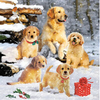 GOLDEN RETRIEVER PUPPIES 33x33, Ambiente