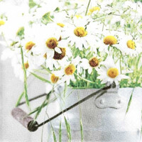 A BUNCH OF DAISIES , Home Fashion