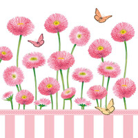Bellis rose Ambiente