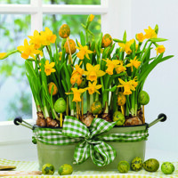 DAFFODILS, Ambiente