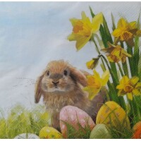  Fluffy, Ambiente