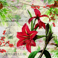 RED  AMARILLYS, Ambiente