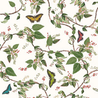 BUTTERFLY PARADISE, Ambiente
