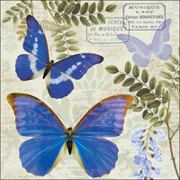  BLUE MORPHO, Ambiente