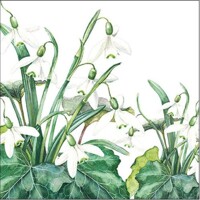  SNOWDROPS, Ambiente
