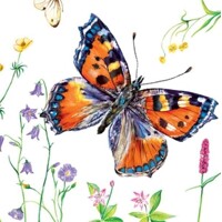 SMALL TORTOISESHELL BUTTERFLY, Maki