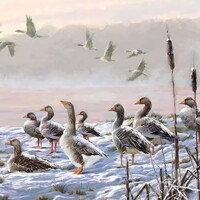  WINTER RIVER GEESE, Ambiente