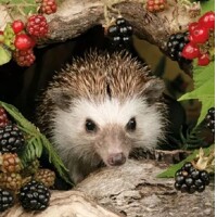 HEDGEHOG, Ambiente