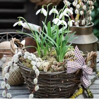 SNOWDROPS IN BASKET, Ambiente