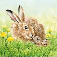 HARE FAMILY, Ambiente