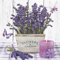 LAVENDER IN A WOODEN POT, Daisy