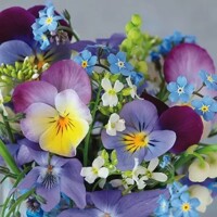 VIOLETS & FORGET ME NOT, TF