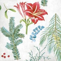 AMARYLLIS  40x40 Linclass,  Mank