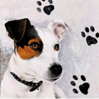  JACK RUSSEL, Ambiente