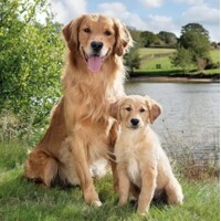 GOLDEN RETRIEVER, Ambiente